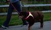 Retriever-met-Noxgear-Lighthound