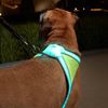 LightHound-honden-tuig-met-LED-verlichting
