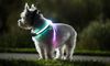 West-Highland-white-terrier-met-Lihthound