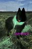 Groenendaeler-met-LightHound-led-hondentuig