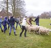 schapendrijven training