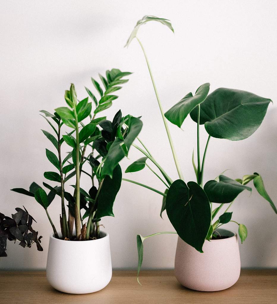 Installeren generatie knecht Nep planten voor het leven | Kunstplanten van Everplant!