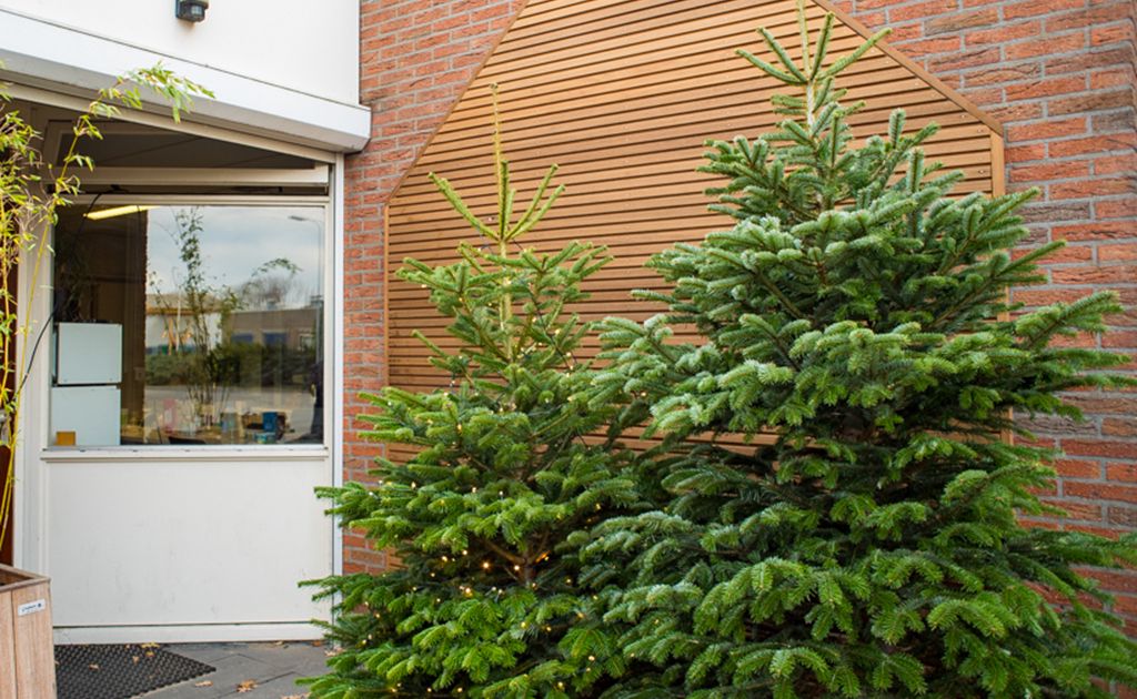 vitaliteit dubbele Verwoesting Grote kerstboom kopen? Alle kerstbomen online | Gadero