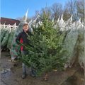 Gadero-grote-echte-kerstboom-kopen-250-275cm.jpg