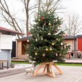 Gadero-grote-echte-kerstboom-kopen-375-400cm.jpg