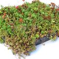 Sedumdak Sempergreen Sedumtray