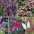 Vlindertuin - paars en roze