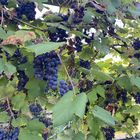 Blauwe druif - Vitus 'Boskoopse glorie' met vrucht