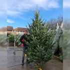 Gadero-grote-echte-kerstboom-kopen-300-325cm.jpg