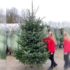 Gadero-grote-echte-kerstboom-kopen-350-375cm.jpg