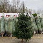 Gadero-grote-echte-kerstboom-kopen-4meter.jpeg