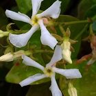 Klimplant-Toscaanse-Jasmijn- Trachelospermum-jasminoides-bloem.jpeg