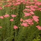 Duizendblad Roze/rode bloemen