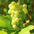Klimplant Witte druif - Vitus 'Vroege van der laan' Detail Druiven