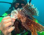 spear lionfish aruba