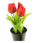Rembrand tulip sally w/pot red 25cm