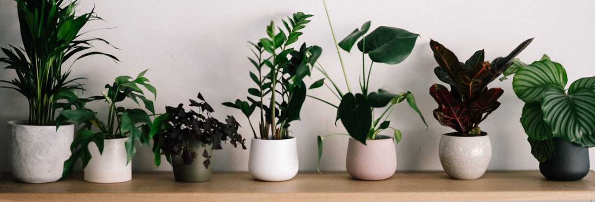 Installeren generatie knecht Nep planten voor het leven | Kunstplanten van Everplant!