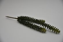 50648-1.jpg