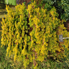 Kaukasische zilverspar - Abies nordmanniana 'Golden Spreader'