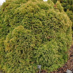 Japanse cipres - Cryptomeria japonica 'Globosa Nana'