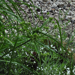 parapluplant - Cyperus Alternifolius