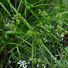 parapluplant - Cyperus Alternifolius