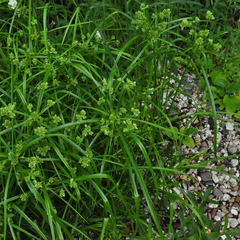 parapluplant - Cyperus Alternifolius