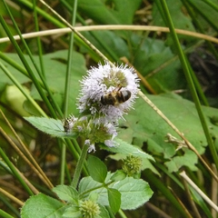 Mentha aquatica