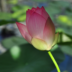 Lotus Nelumbo nucifera