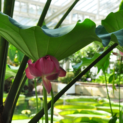 Lotus Nelumbo nucifera