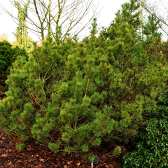 Pinus mugo 'Zundert'