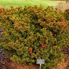 Pinus parviflora 'Adcock's Dwarf'