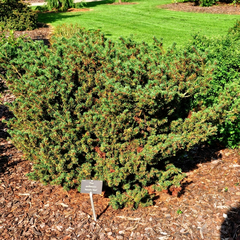 Pinus parviflora 'Adcock's Dwarf'