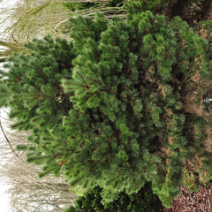 Pinus sylvestris 'Sandringham'