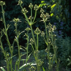 Kruisdistel Eryngium agavifolium