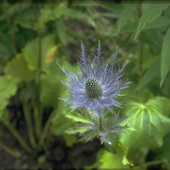 Alpenkruisdistel - close up