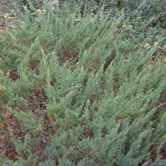 Juniperus horizontalis