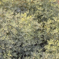 Römischer Alant - Artemisia pontica