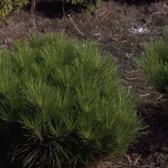 Japanische Rotkiefer - Pinus densiflora 'Alice Verkade