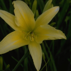 Daglelie - Hemerocallis 'Hyperion'