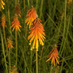 Vuurpijl Kniphofia Bressingham Hybrids