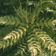 Mahonia x media 'Charity'