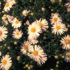 Aster 'Apollo'