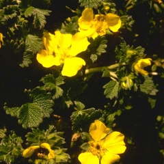 Potentilla fragiformis