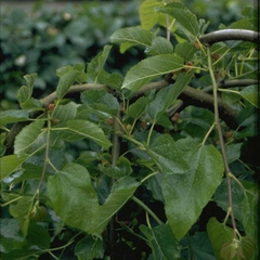 Maulbeere - Morus alba 'Pendula