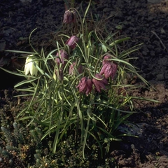 Wilde kievitsbloem - Fritillaria meleagris