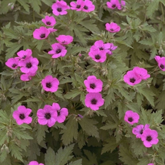 Ooievaarsbek - Geranium psilostemon
