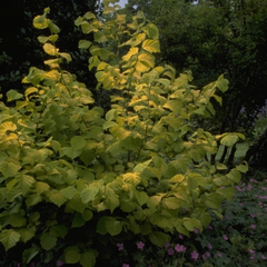 Corylus avellana 'Aurea'