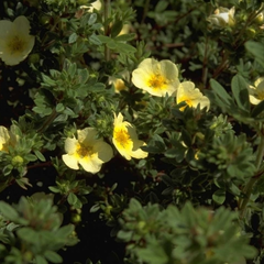 Heesterganzerik - Potentilla fruticosa 'Primrose Beauty'