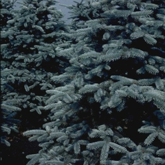 Weihnachtsbaum - Blaufichte - Picea pungens f. glauca 